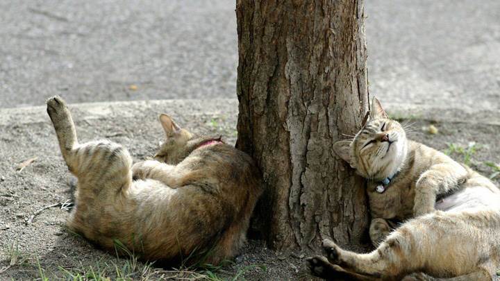 Funny Pose Of Drunken Cats Near Tree